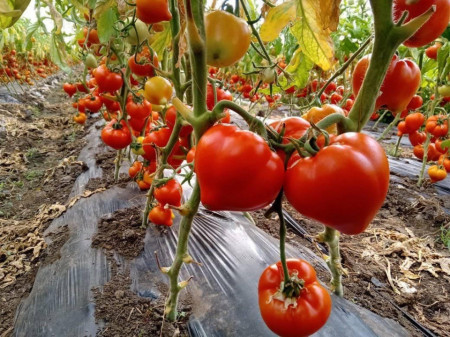 Prekos F1 (250 seminte) tomate extratimpurii semideterminate Geosem Bulgaria
