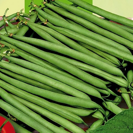Processor (1 kg) seminte fasole pitica verde, timpurie, pastai lungi, Agrosem