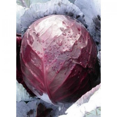 Redsky F1 (1000 seminte) varza (70-75 zile) usor aplatizata de culoare rosu stalucitor, Clause