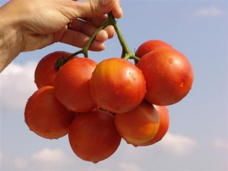Roker (1500 seminte) tomate pentru camp soi sarbesc, Superior Seeds
