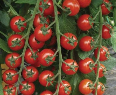 Sakura F1 (250 seminte) rosii cu fructe extrem de dulci si aromate ce prezinta toleranta la crapare si formeaza ciorchini de peste 20 de fructe, Enza Zaden