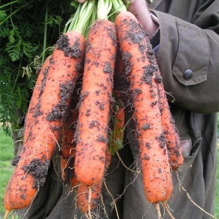 Samson (500 gr) seminte morcov tip Nantescu radacina lunga cilindrica si miezul fin ce prezinta o capacitate buna pastrare, Bejo