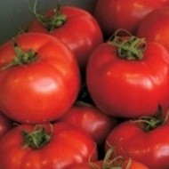 Sandor F1 - 1000 sem - Seminte de rosii ce se caracterizeaza printr-o maturitate medie de aproximativ 80-90 de zile de la plantare cu fructe mari peste 250 grame rotunde usor aplatizate cu forma costata de la United Genetics