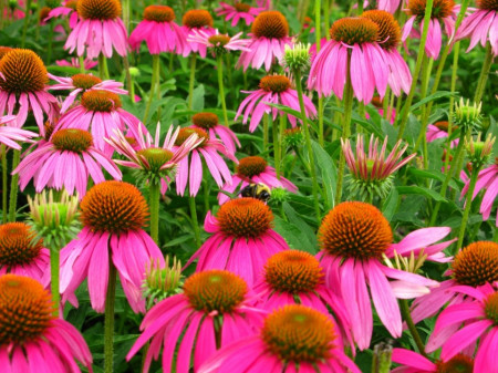 Seminte Echinacea (0.6 gr), planta medicinala perena, Florian