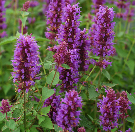 Seminte Lophantus Anisatus Aromat de Buzau (2 g) plante melifere, ramane inflorita 6 luni, SCDL Buzau