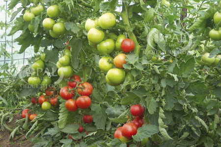 Seminte rosii Opal BG F1 (5 gr), Seminte de tomate cu crestere nedeterminata semitimpurii Gust excelent