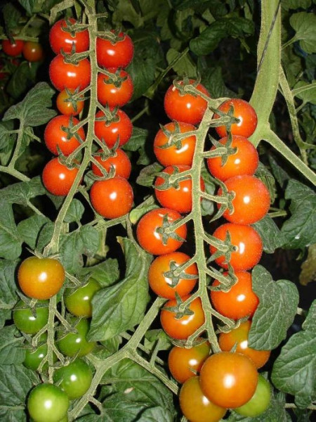 Shiren F1 (100 seminte) seminte rosii tip ''cireasa'' cherry, aspect ciorchine, Hazera