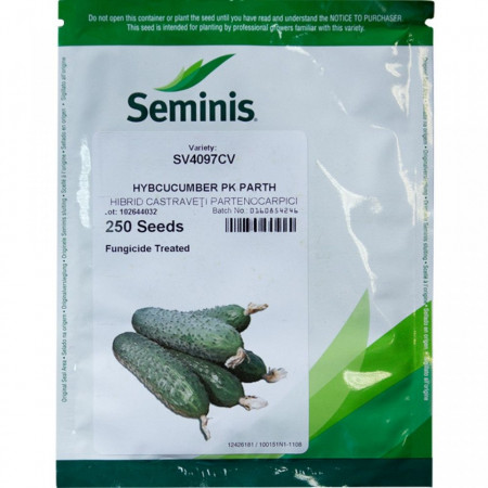 SV 4097 CV F1 (250 seminte) castraveti tip cornichon, Seminis