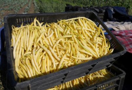 Tambora (100 gr) seminte fasole ptica galbena, Agrosem