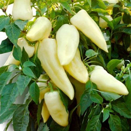 Teleki F1 (250 seminte) de ardei conic dulce cu crestere continua destinat culturii fortate ce produce fructe mari uniforme pretabile pentru export, Duna-R