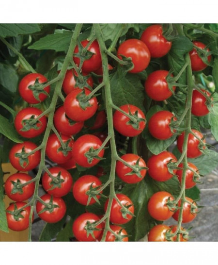 Tropical F1 (100 seminte) de rosii nedeterminat cherry fructe ciorchine gust excelent, Nunhems