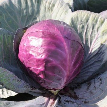 Varza rosie Cabeza Negra (3 g), seminte de varza rosie soi foarte productiv, Mefim Agro