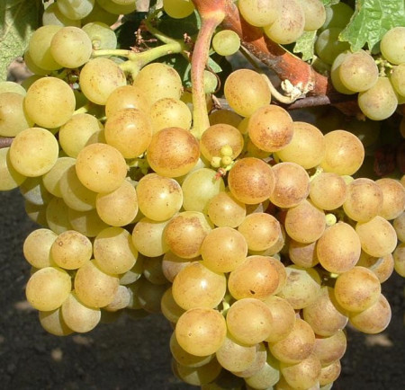 Vita de vie Grasa de Cotnari, butas de vita de vie soi romanesc din Transilvania, cu struguri galben-verzui si gust caracteristic, regasit si in vin, Yurta