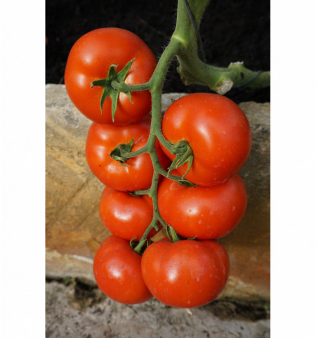 Abellus F1 (10 seminte) tomate cu crestere nedeterminata de tip generativ, Rijk Zwaan