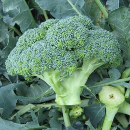 Agassi F1 (1000 seminte) broccoli cu inflorescenta compacta de culoare verde-albastrui si perioada de vegetatie de 70-75 de zile, Rijk Zwaan