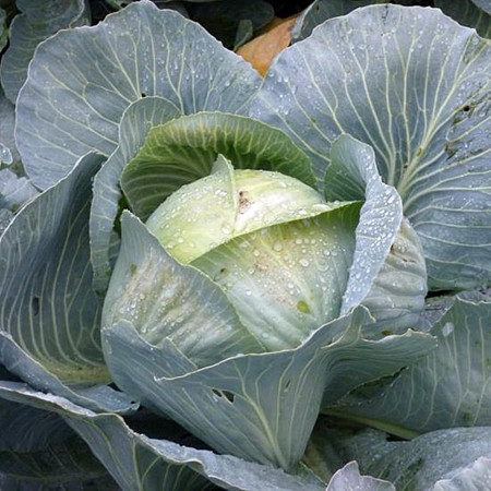 Ancoma F1 (2500 seminte) varza alba ce produce capatani rotunde aplatizate dense si cu gust excelent chiar si in conditiile lipsei de apa productia este foarte buna si de calitate, Rijk Zwaan