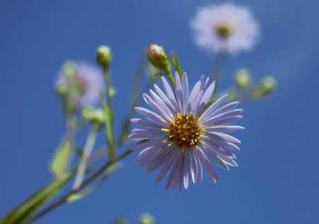 Aster albastru (0.5 gr) seminte de Ochiul Boului cu flori stelate ,colorate in albastru cu centrul galben, Agrosem
