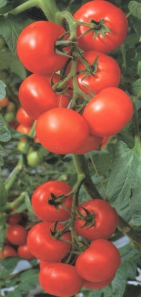BALKAN F1 (50 seminte) Seminte Tomate Balkan Extratimpurii pentru sere si camp de la Geosem