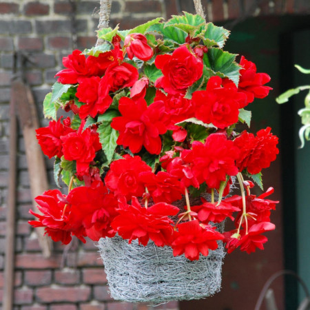 Begonie curgatoare pendula cascade Scarlet (2 bulbi), floare mare, rosu, bulbi de flori