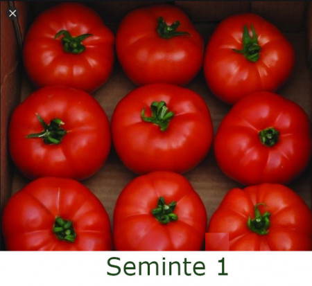 Berberana F1 (20 seminte) de rosii nedeterminate cu fructe uniforme rotund-aplatizate ferme, Enza Zaden