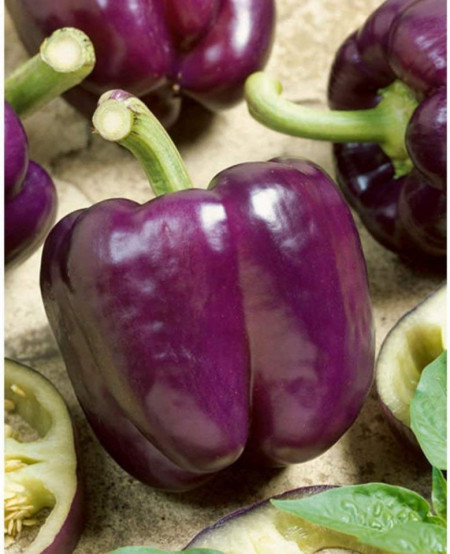 Blocky Purple F1 (30 seminte) de ardei gras violet, calitate excelenta, Prima Sementi