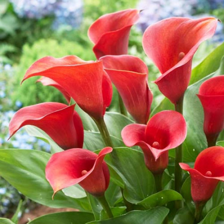 Cala Red Alert (1 bulb) floare mare, culoare rosu aprins, bulbi de flori, Agrosem
