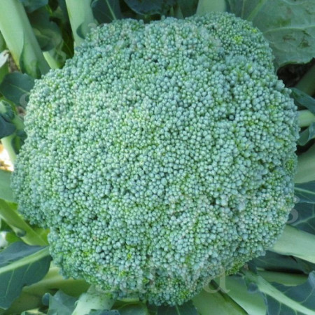 Calabrese Natalino BIO (600 seminte) broccoli ECO certificat ecologic, extratimpuriu, capatana mijlocie, Agrosel