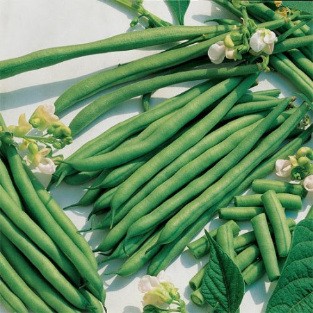 Cannellino (25 kg) seminte de fasole pitica cu bob alb, Prima Sementi