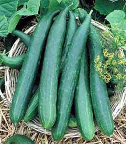 Castraveti Long China (60 seminte), castraveti lungi, fructe gustoase 28-30 cm, Agrosem