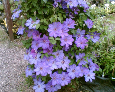 Clematite Baltyk (1.5 m in ghiveci de 2 L) tufa ornamentala cataratoare Clematis, cu inflorire timpurie si flori de culoare violet-purpuriu