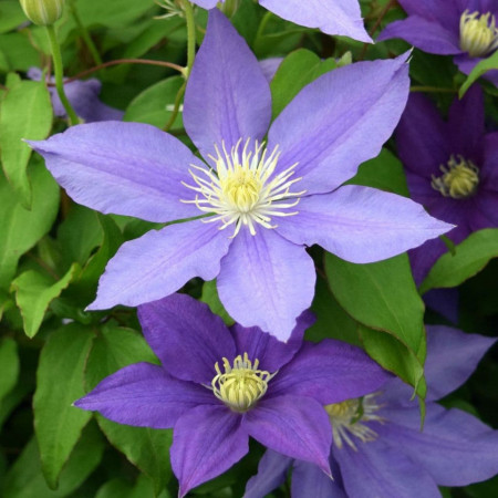 Clematite H. F. Young (1.5 m in ghiveci de 2 L) tufa ornamentala cataratoare Clematis, clematita premiata cu flori foarte mari, de culoare albastru deschis si stamine galbene