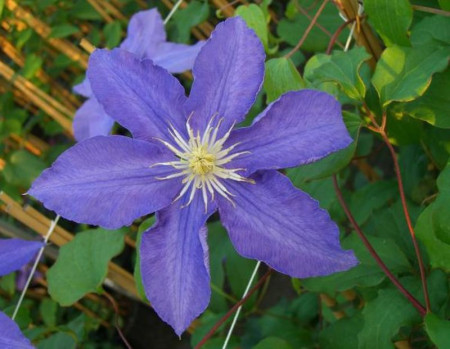 Clematite Lasurstern (1.5 m in ghiveci de 2 L) tufa ornamentala cataratoare Clematis, cu flori foarte mari, colorate in nuante de albastru-lavanda, clematita premiata