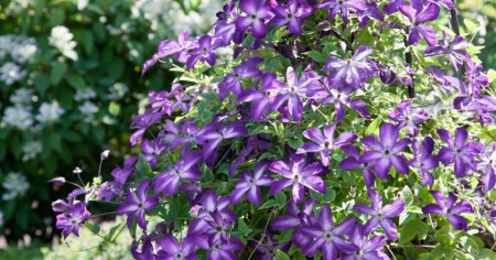 Clematite Night Veil (1.5 m in ghiveci de 2 L), tufa ornamentala cataratoare Clematis, hibrid japonez cu flori colorate in purpuriu-violet si alb