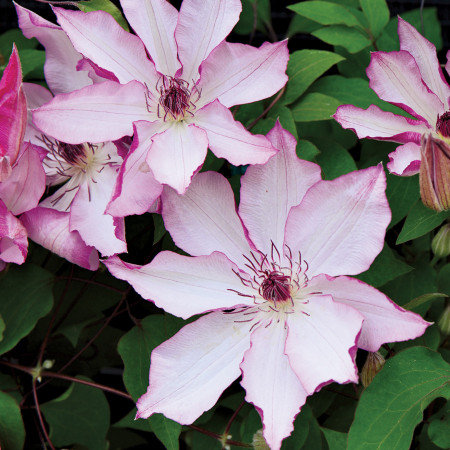 Clematite Omoshiro (1.5 m in ghiveci de 2 L), tufa ornamentala cataratoare Clematis, varietate japoneza cu flori mari, intr-o combinatie delicata de alb si roz
