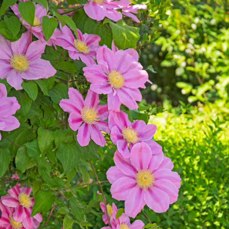 Clematite Pink Beauty (ghiveci 2 L) cu nuanțe de roz amoros deosebit de stralucitoare, cataratoare Clematis