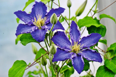 Clematite Stefan Franczak (1.5 m in ghiveci de 2 L), tufa ornamentala cataratoare Clematis, varietate cu flori superbe, albastre