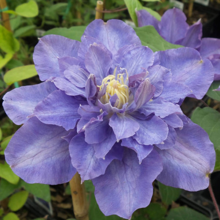 Clematite Vyvyan Pennell (1.5 m in ghiveci de 2 L), tufa ornamentala cataratoare Clematis, varietate premiata, cu flori duble, mari, colorate in violet-albastru cu atingeri de purpuriu-carmin in centru
