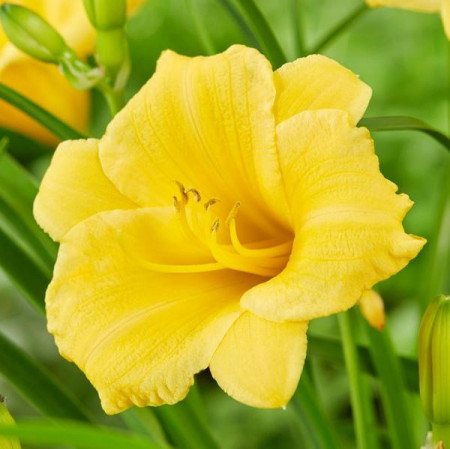 Crin Hemerocallis Stella de Oro (ghiveci 1,5 L), crin de o zi cu flori mari, ondulate, culoare galben-aurie