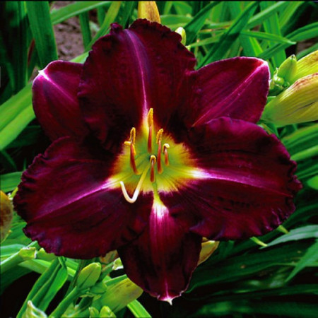 Crin Hemerocallis Super Purple (ghiveci 1,5 L), crin de o zi cu flori mari, aspect catifelat, culoare purpuriu intens