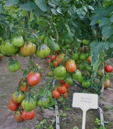 Deko F1 - 100 sem - Seminte de rosii tip Inima de Albenga ce se remarca printr-o crestere nedeterminata cu o legare si o uniformitate a fructelor la etajele superioare excelenta iar maturitatea este semitimpurie de la ISI Sementi