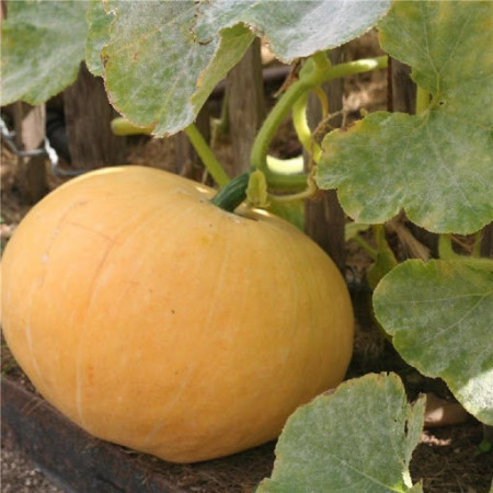 Dovleac Gele Reuzen (2 gr) dovleac furajer, soi fructe mari, valoare nutritiva ridicata, Agrosem