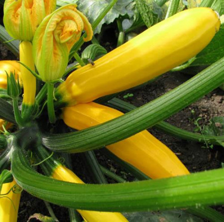 Dovlecel Golden Zucchini F1 (14 seminte) hibrid timpuriu zucchini galben, Agrosem