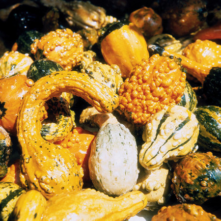 Dovlecel ornamental mix (1,5 g), seminte de dovleac decorativ cu fructe in diferite combinatii de forme si culori, Agrosem