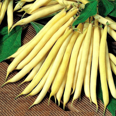 Fasole Pastai Gold - 1 kg - Seminte Fasole Pastai Cilindrice de gradina, Opal