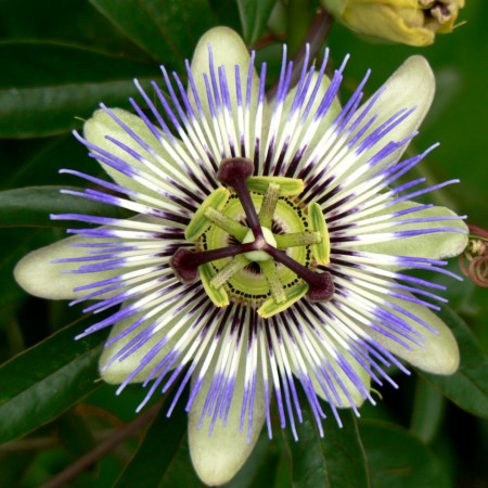 Floarea pasiunii (3 seminte) planta perena urcatoare deosebita, Agrosem