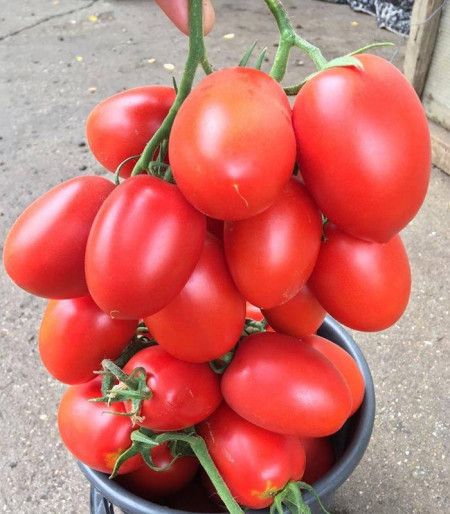 Giacomo F1 (1000 seminte) rosii tip prunisoara cu forma alungita si crestere nedeterminata compacta si o maturitate timpurie producand ciorchini cu 6-8 fructe de 100-120 de grame, Rijk Zwaan