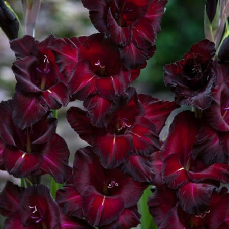 Gladiole Espresso (7 bulbi), gladiole cu flori mari, catifelate, de culoare purpuriu inchis si stamine albe, bulbi de flori