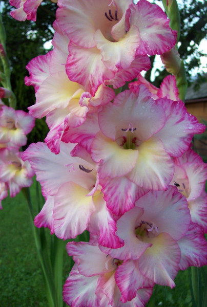 Gladiole Rose&White (5 bulbi), gladiole cu flori superbe cu roz cald pe margini si alb cremos in centru, bulbi de flori