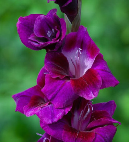 Gladiole Velvet (5 bulbi) gladiole cu flori mari cu petale catifelate colorate intens in mov-purpuriu si atingeri de roz, bulbi de flori, Agrosem