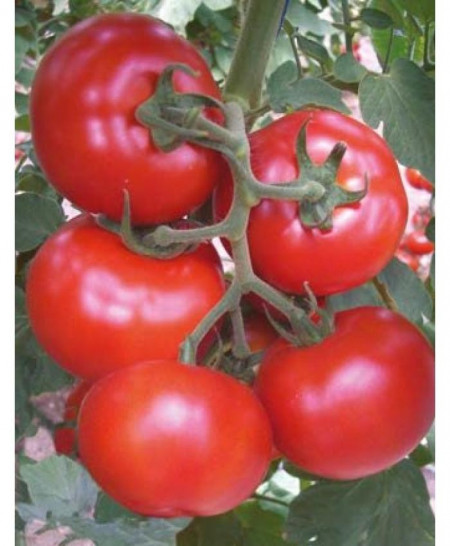 Gonul F1 (500 seminte) de rosii nedeterminate ce produc fructe de calitate foarte buna si sunt grupate 6-8 fructe pe un ciorchine, Yuksel